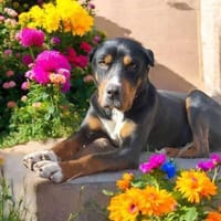 Tobi einfach nur lieb, Hund zur Adoption