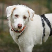 Cara sucht ihr Glück, Hündin zur Adoption