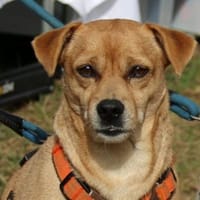 RAYO - wunderbares Hundepärchen 🐶🐶, Hund zur Adoption