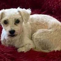 REINA - unser Sonnenschein ☀, Hündin zur Adoption