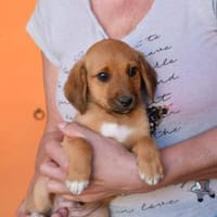 Alfredo möchte sein Leben genießen, Hund zur Adoption