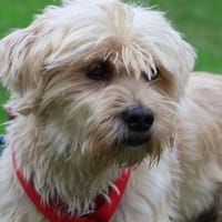 HARRY - wunderbares Hundepärchen 🐶🐶, Hund zur Adoption