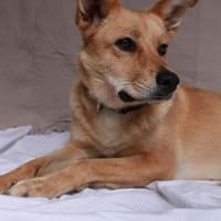 ERIKA - junge, super verträgliche Hündin, Hündin zur Adoption