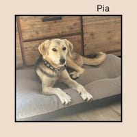 In Hamburg wartet die tolle PIA!, Hündin zur Adoption