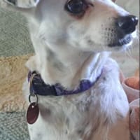 SIMEYA - Goldschatz auf 4 Pfoten 🐾❤, Hündin zur Adoption