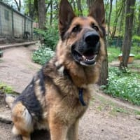 Muchtar, Schäferhund mit Ausbildung, Hund zur Adoption