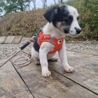 kleine Leni sucht ihre Menschen 🥰, Hündin zur Adoption