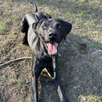Leo, bildhübsches Energiebündel, Hund zur Adoption