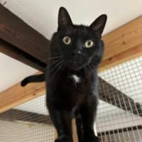 Schwarzer Kater -Kleiner Donner-, Kater zur Adoption