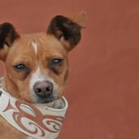 NINA, Hündin zur Adoption