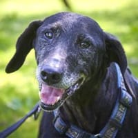 Naomi - eine zarte Hunde-Oma, Hündin zur Adoption