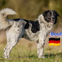 Boubis Notfall -  Wachsamer Begleiter, Hund zur Adoption