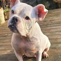 Prinzessin Diva sucht tierfreie Zone, Hündin zur Adoption