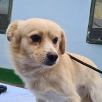 Nacho, liebenswertes Zwerglein sucht, Hund zur Adoption
