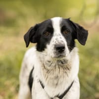 Octave, Hund zur Adoption