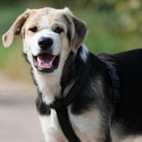 PLUMA - perfekte Junghündin sucht 🏡, Hündin zur Adoption