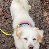 Schmusefreund TY sucht seine Familie, Hund zur Adoption