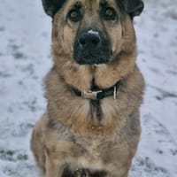 Lieber LORCC sucht liebes Zuhause, Hund zur Adoption