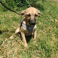 Tommy sucht ein Körbchen, Hund zur Adoption