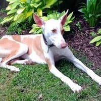 HARRY - treu, liebevoll, ruhig 💖, Hund zur Adoption