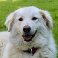 North, geb. ca. 06/2020, 67735 Mehlbach, Hündin zur Adoption