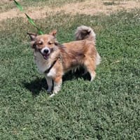 Johnny sucht ein Zuhause, Hund zur Adoption