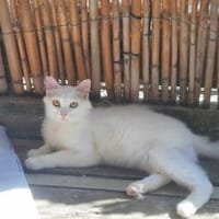 Polar, bezaubernder Traumkater, ca. 1 J, Kater zur Adoption