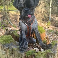 Mops-Rüde Fritz, Hund zur Adoption
