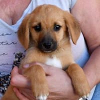 Alberto sucht seine Familie, Hund zur Adoption