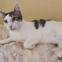 Lunos, verschmuster Entdecker, ca. 3 J, Kater zur Adoption