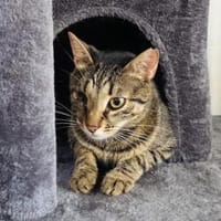 Lulu, zierliche Schmusebacke, ca. 3 J, Katze zur Adoption