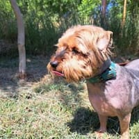 Yoyo, treuer Yorkshireterriermix ca. 5 J, Hund zur Adoption