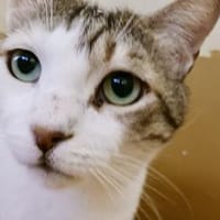 Rocky, stattlicher Schmusekater, ca. 4 J, Kater zur Adoption