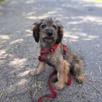 Minna, zauberhaftes Hundemädchen ca. 3M, Hündin zur Adoption