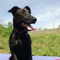 Ricky ein toller Labbymix, Hund zur Adoption