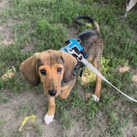 Agosto hofft auf seine Chance, Hund zur Adoption