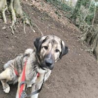 Tolle Maya sucht ihr Zuhause, Hündin zur Adoption
