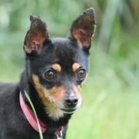Polly - wartet im Canile Tortoli, IT, Hündin zur Adoption