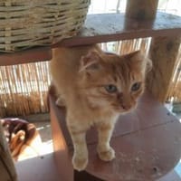 Moufasa, tapferer Kämpfer, ca. 1 Jahr, Kater zur Adoption