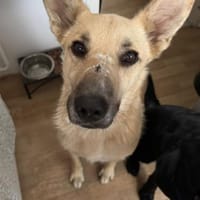 In 14471 auf Pflegestelle: FURBO, Hund zur Adoption