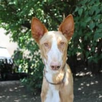 Xenon - Bildschöner Podenco, Hund zur Adoption