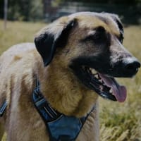 Miss Lucy, treuherzige Seniorin, ca. 8 J, Hündin zur Adoption