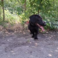 Matteo, aufgeweckter Hundejunge, ca. 9 M, Hund zur Adoption