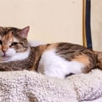 Lucky, ausgeglichene Katzenlady, ca. 5 J, Katze zur Adoption