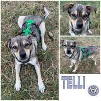 TELLI -verschmust,lernwillig & verspielt, Hündin zur Adoption