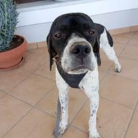 Wadi, verschmuster Sportsfreund, ca. 1 J, Hund zur Adoption