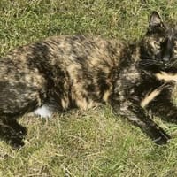 Sabrina, sanfte Katzendame, ca. 5 Jahre, Katze zur Adoption