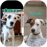 Cuore💚Nuvolo suchen jede für sich Home, Hund zur Adoption