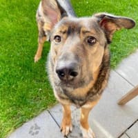 Notfell-HSH-Mix ❤ Nelli in 81927 München, Hündin zur Adoption