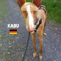Xabu - Bildschöner Podenco, Hund zur Adoption